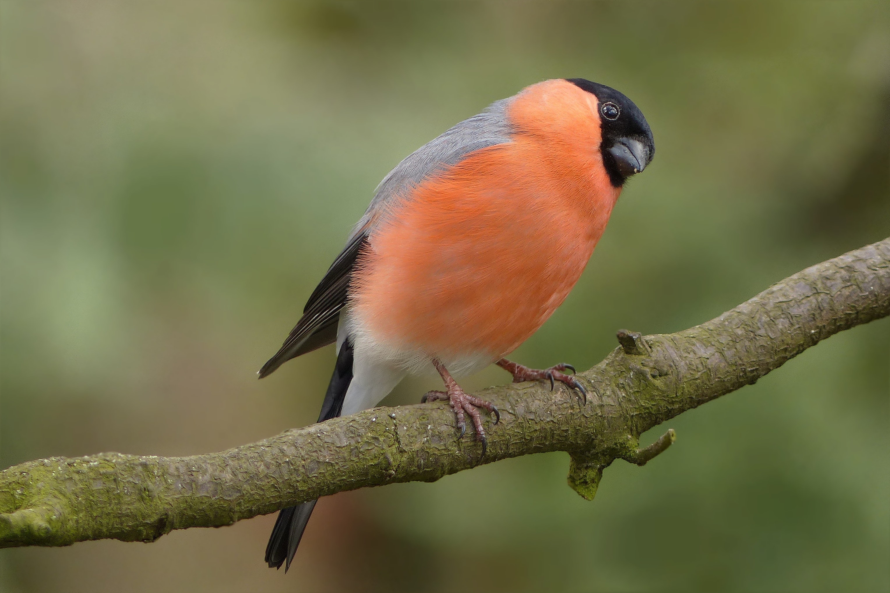 Zangvogels | Galluvet Vogels en Pluimvee
