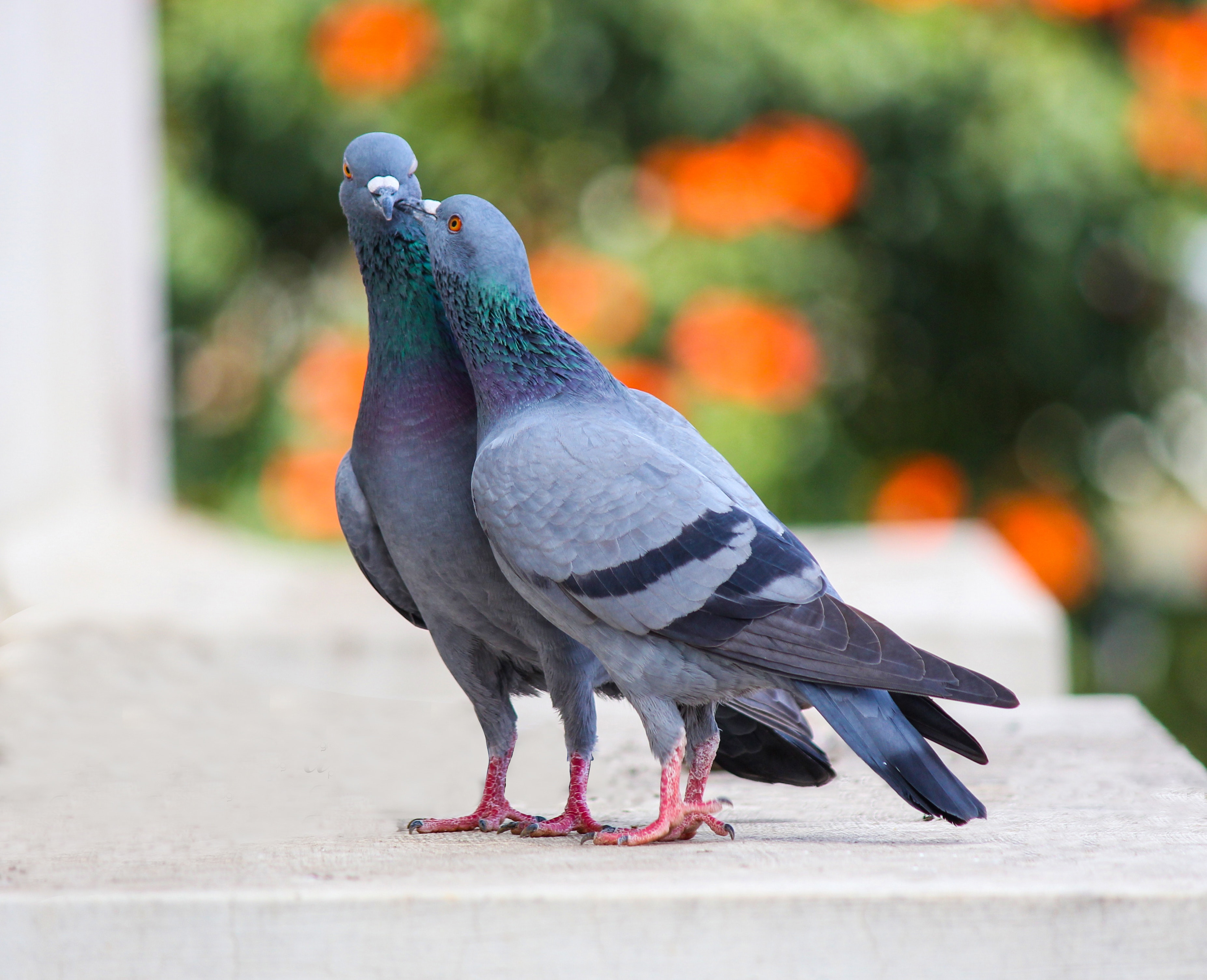 duiven-galluvet-vogels-en-pluimvee