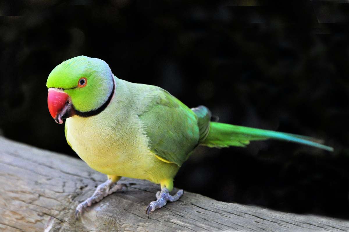Papegaaien Galluvet Vogels en Pluimvee