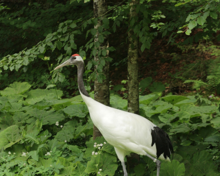 Chinese kraanvogel