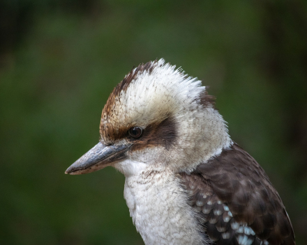 Kookaburra