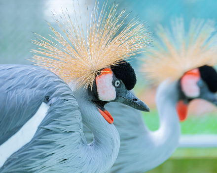 Grijze kroonkraanvogel