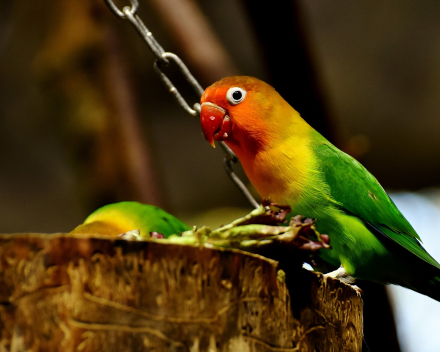 Dwergpapegaai / Lovebird