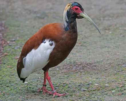 Madagascar ibis