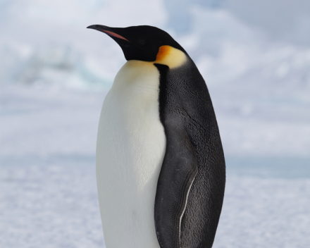 Pinguïn of kip? 