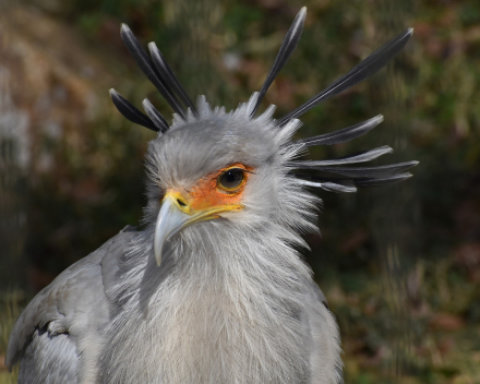 Secretarisvogel