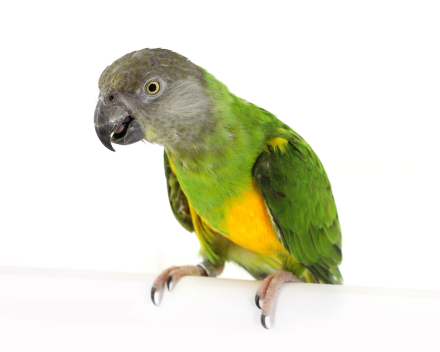 Bont Boertje / Senegal papegaai