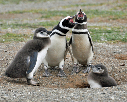 Humboldt pinguïn