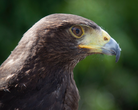 Woestijnbuizerd