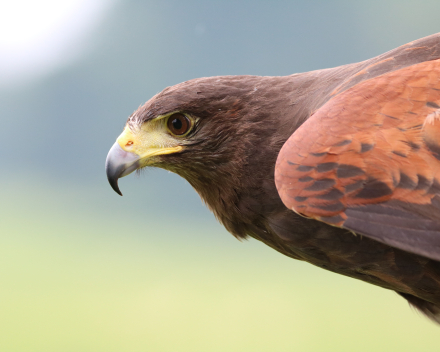 Harris / woestijnbuizerd