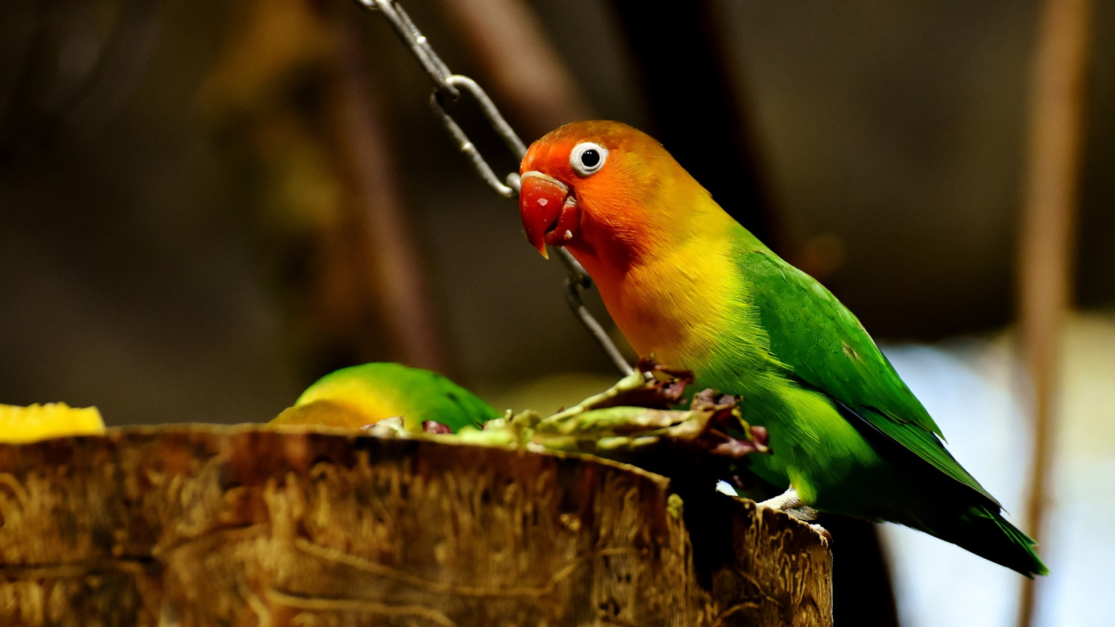 Kromsnavels | Galluvet Vogels en Pluimvee