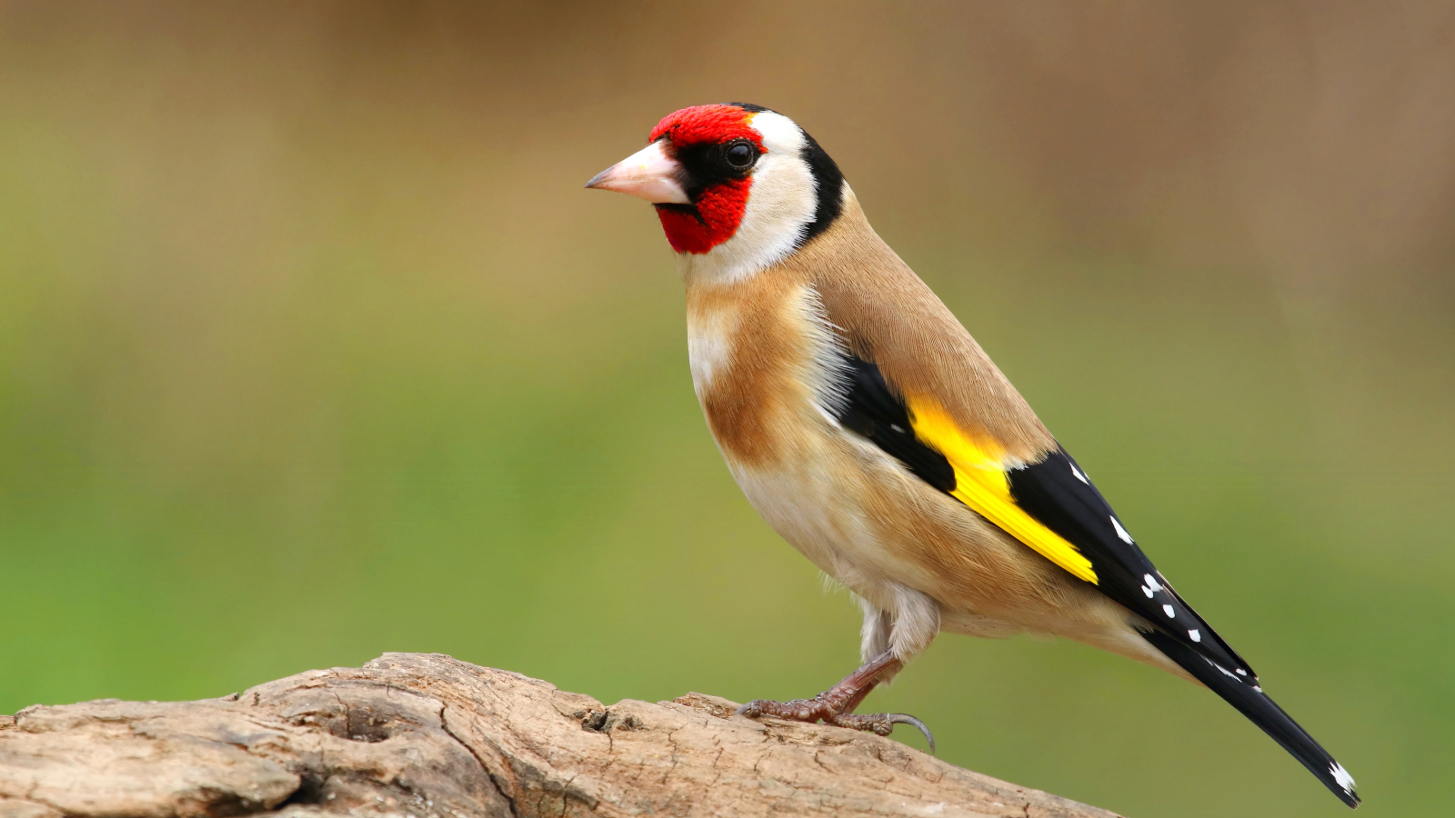 Manga Pour Un Petit Passereau D'afrique Tropicale Zangvogels | Galluvet Vogels en Pluimvee